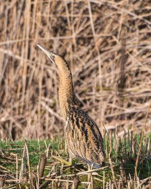 Большая выпь