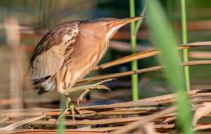 Выпь в камышах