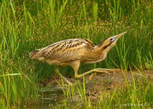 Большая болотная птица