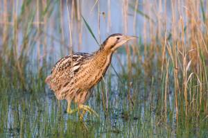 Голос из преисподней