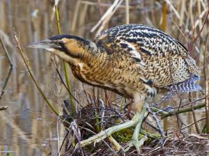 Большая выпь