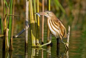 Болотные птицы