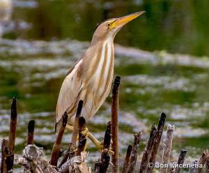 ВЫПЬ МАЛАЯ  ВОЛЧОК