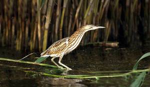 ВЫПЬ ᐈ Фото и описание ✓