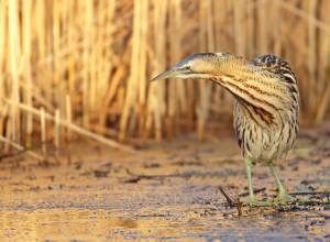 Болотная птица выпь