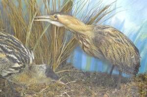 Большая выпь