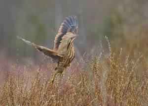 Голос из преисподней