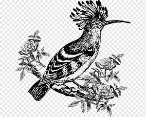 Рисунок птицы Удод, цветок черный, животные, galliformes, курица png