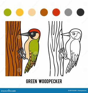 Книжка-раскраска, зеленый Woodpecker Иллюстрация вектора