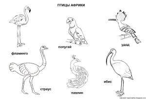 Раскраски неперелетные птицы