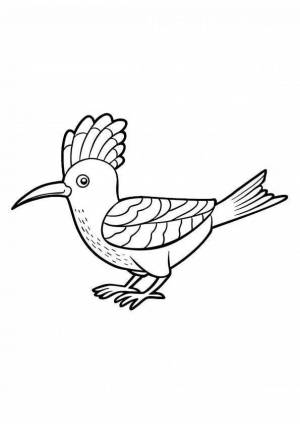 Раскраски Удод