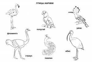 Раскраски Раскраска Птицы африки африка