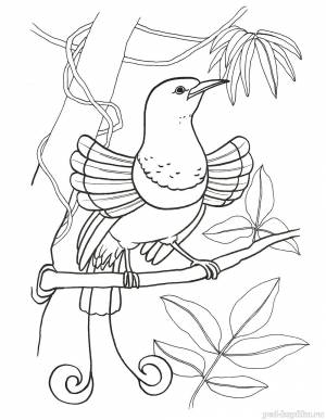 Раскраски «Птицы» для детей 6-7 лет