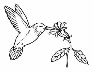 Раскраска Колибри
