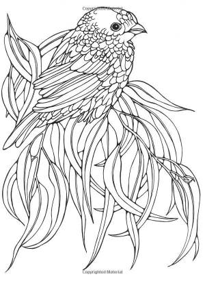 Раскраски птицы райские