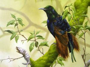 Райская птица Бенсбаха