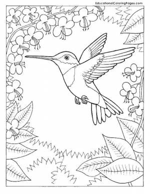 Раскраски Раскраска Колибри птицы