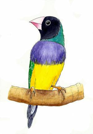 Райская птица