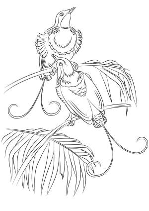 Раскраски Птицы скачайте  распечатайте