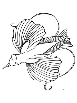 Раскраски Райская птица