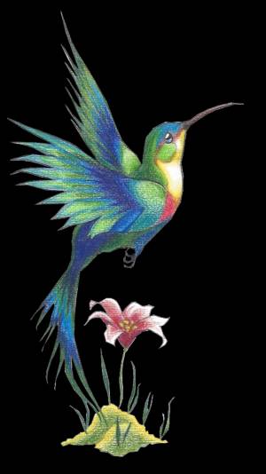 Черная райская птица