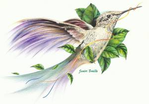 Райские птицы цветными карандашами