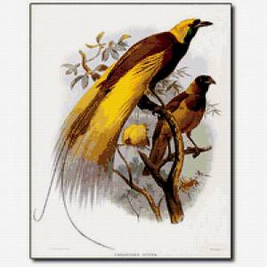 Предпросмотр схемы вышивки «Райские птицы»