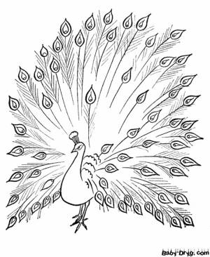 Жар птица раскраска для детей