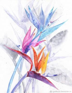 Картина акварель 28х35 Стрелиция Королевская райская птица