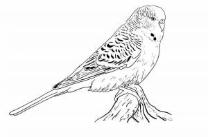 Раскраски Попугай волнистый
