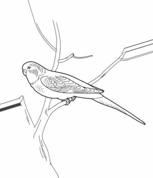 Раскраски попугай, Раскраска Волнистый попугайчик попугай