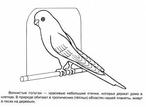 Раскраска волнистый попугайчик
