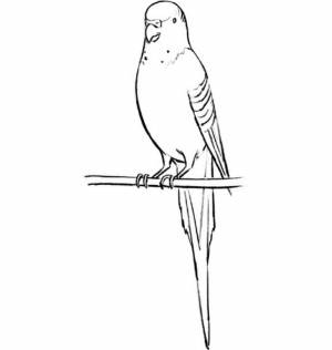 Раскраска волнистый попугай
