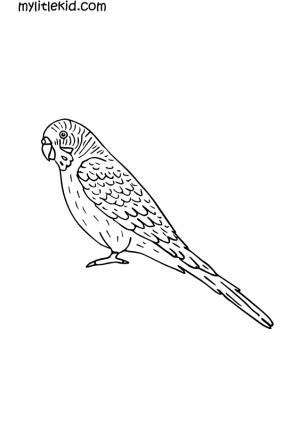 Раскраски Попугай