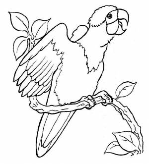 Раскраски животные попугай