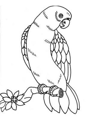 Раскраски Волнистый попугай