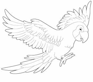Попугай ара раскраска для детей