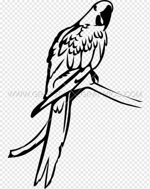 Попугай попугай ара птица, попугай, синий, животные, фал png