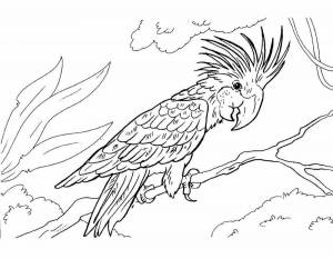 Раскраски Попугай ара
