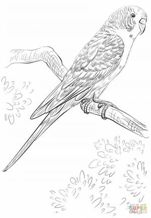 Раскраски Попугай волнистый