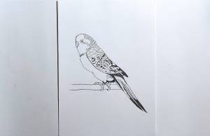 Волнистый попугай карандашом