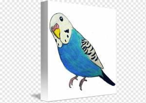 Попугаи волнистые попугай футболка попугай рисунок, попугай, карандаш, животные, попугай png