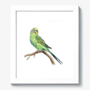 Картина «волнистый попугай»