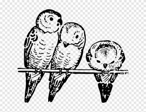 Попугай волнистый попугайчик Попугай волнистый попугайчик, Bird, животные, фотография png