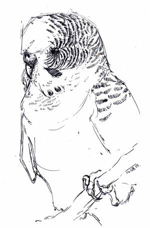 Волнистый попугайчик