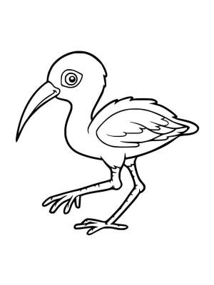Раскраски Ибис