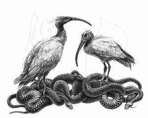 Иллюстрация Ибис в стиле академический рисунок, графика, живопись