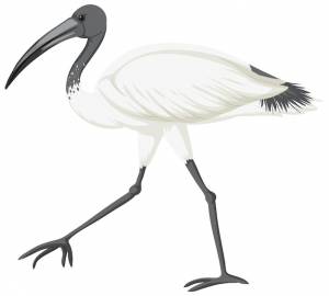 Черноголовый ибис