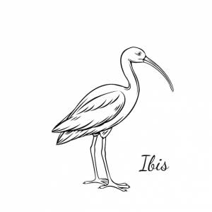 Схема ibis