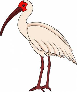 Ибис векторный эскиз рисованной птицы